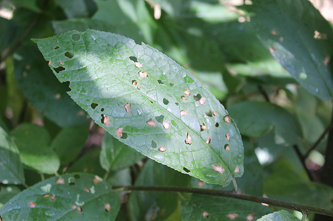 дырочки на листе от пестицидов