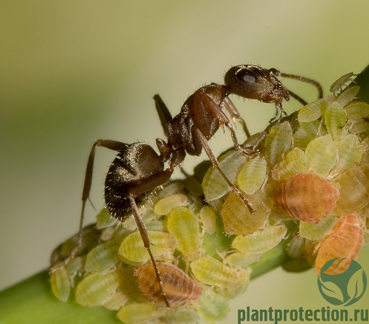 Муравей и тля. Борьба с муравьями.