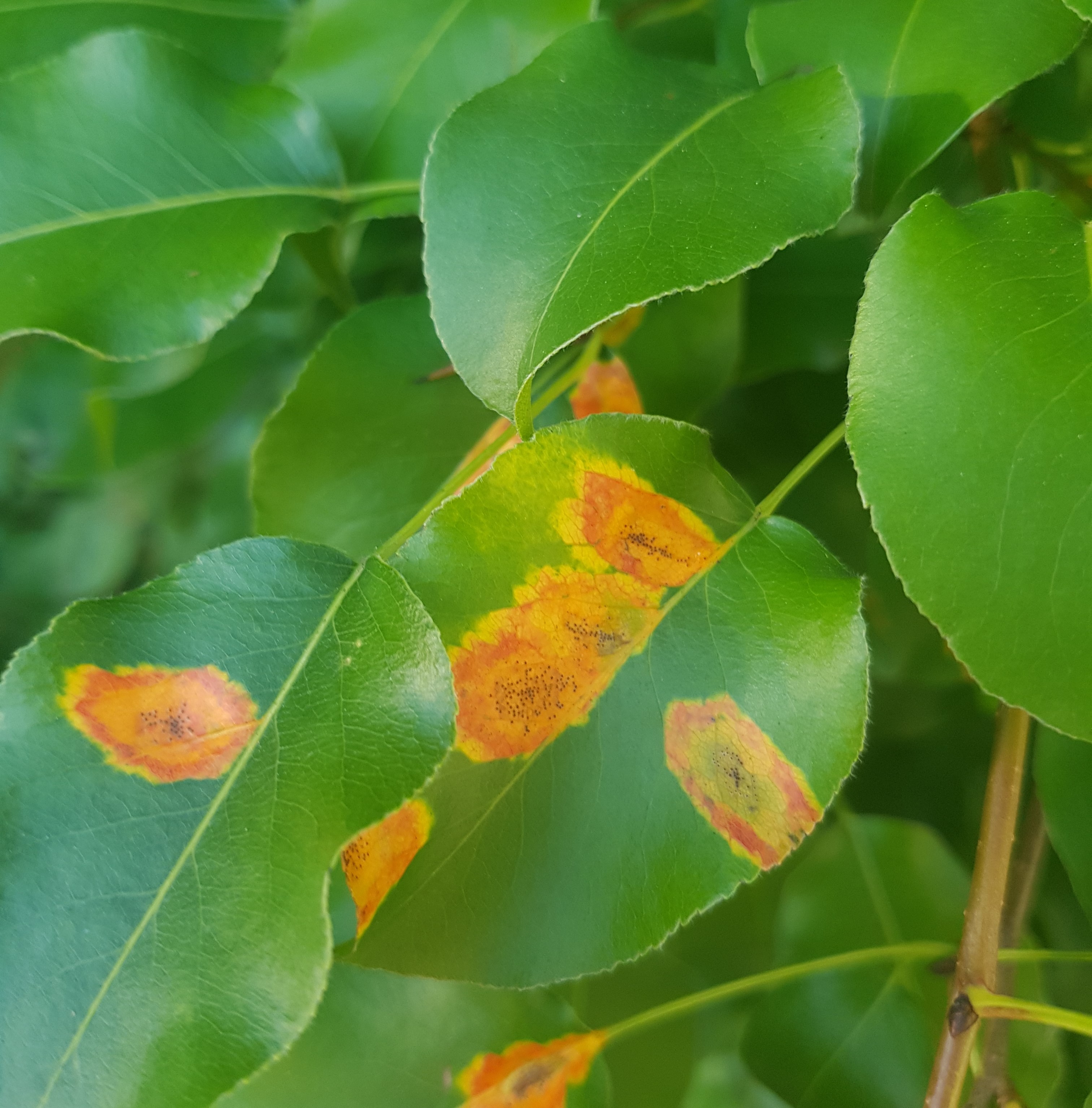 Ржавчина на листьях груши