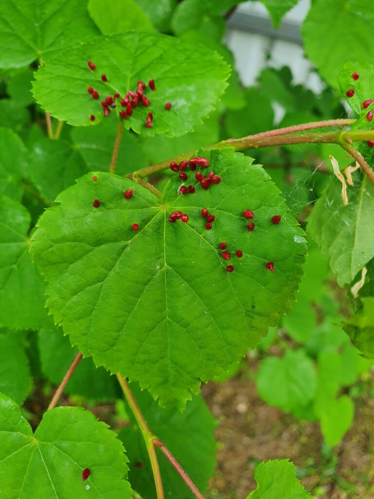 Красные выросты - пупырышки на листе липы